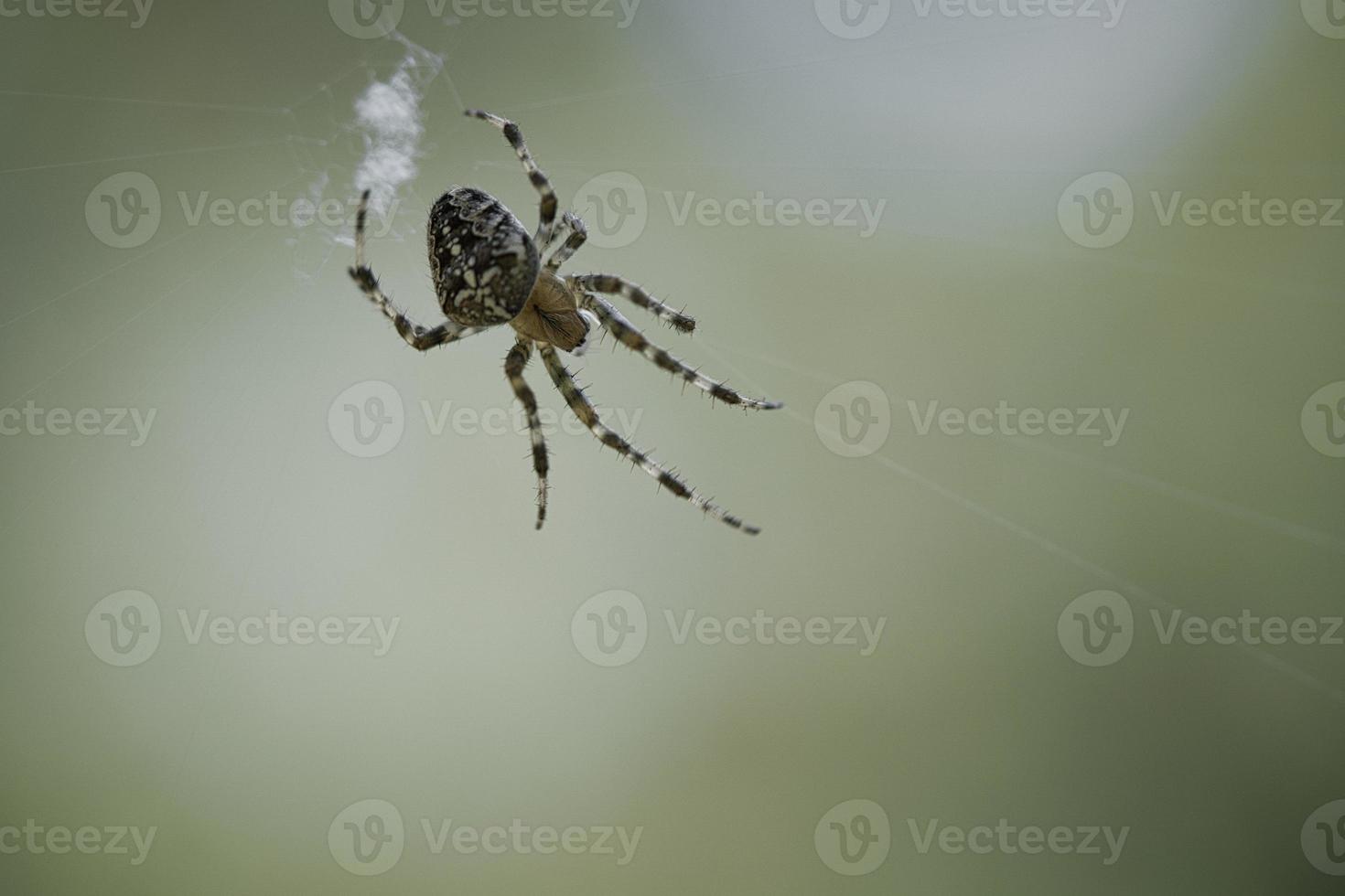 araña cruzada arrastrándose sobre un hilo de araña. susto de halloween un cazador útil entre foto