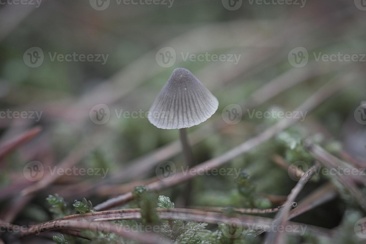 a filigree little mushroom on the forest floor in soft light. Macro shot nature photo