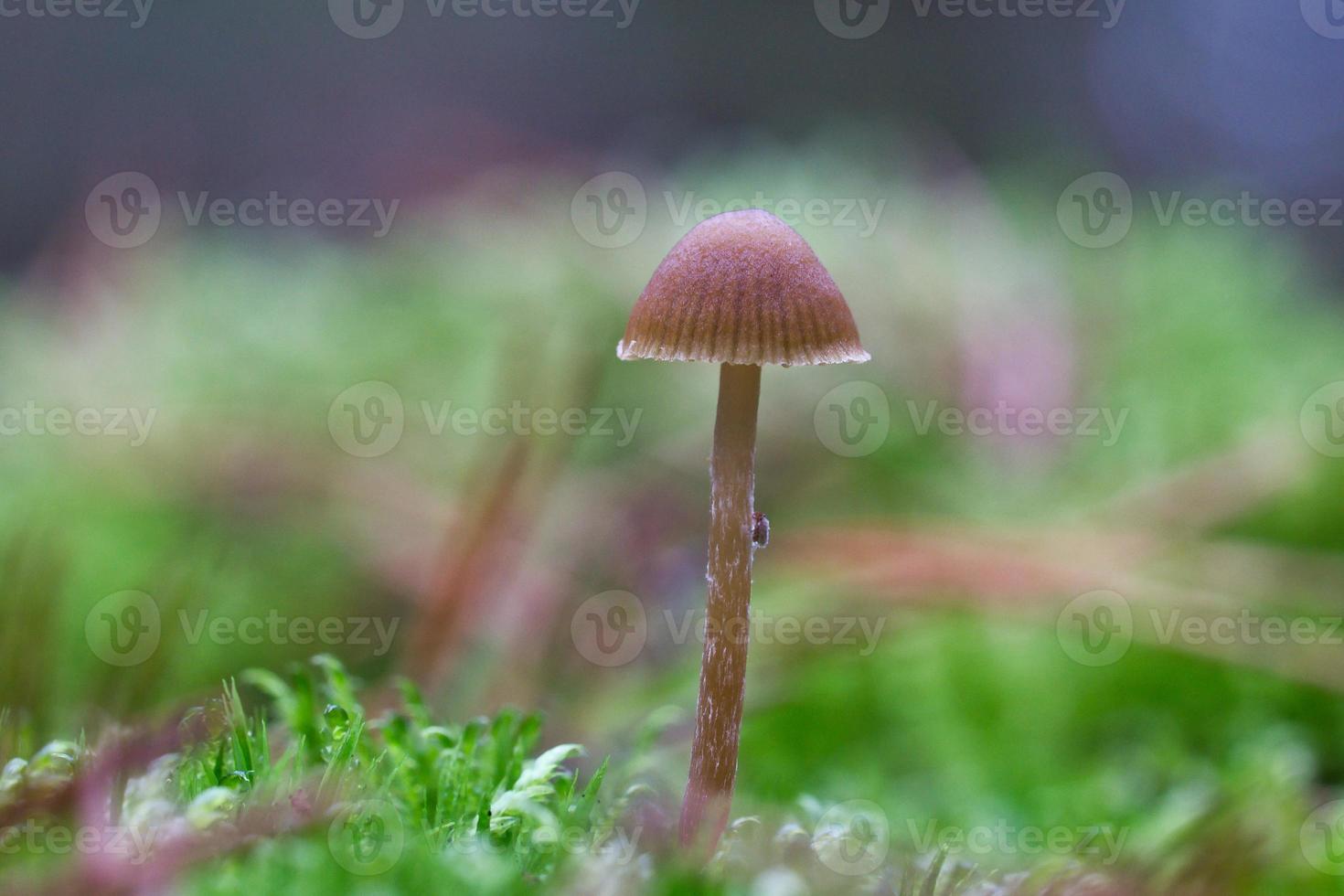a filigree little mushroom on the forest floor in soft light. Macro shot nature photo