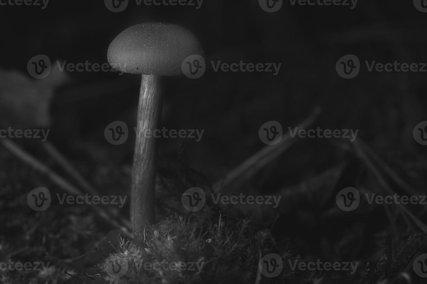 Black and White filigree mushrooms in moss on forest floor. Macro view photo