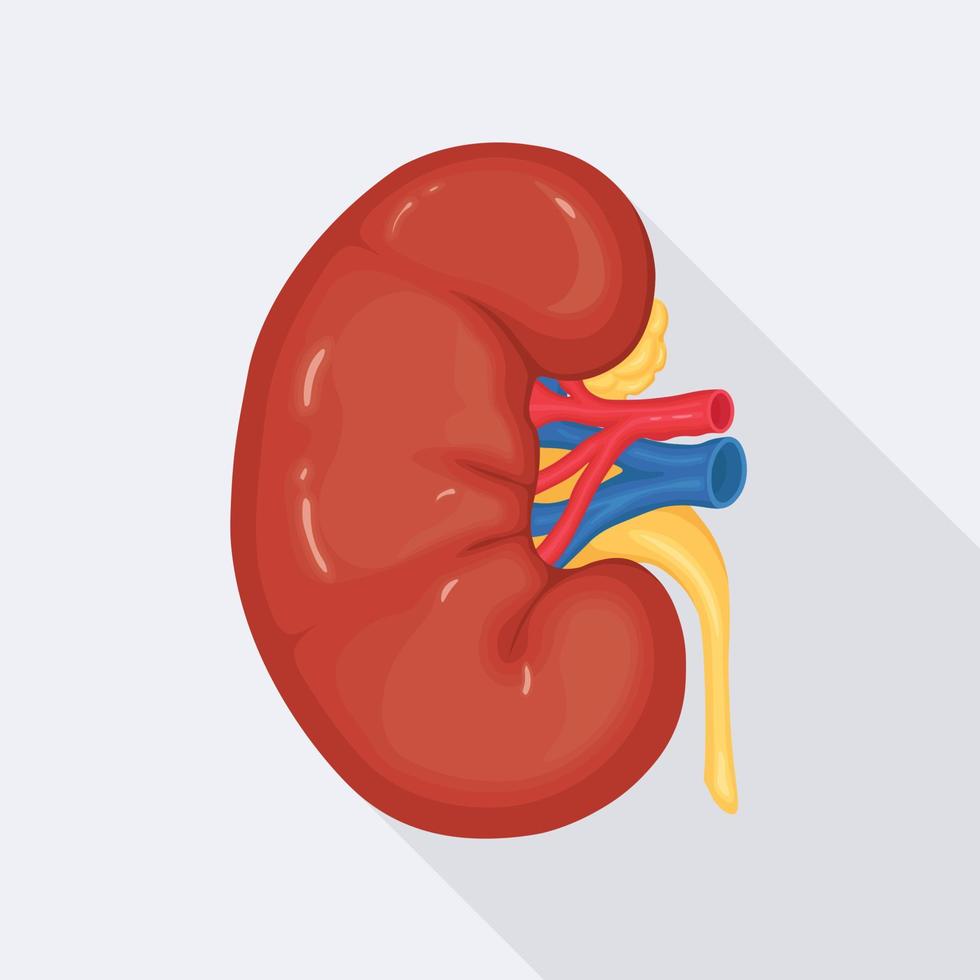 riñones humanos con arteria y vena sobre fondo blanco. anatomia de organos internos, medicina vector