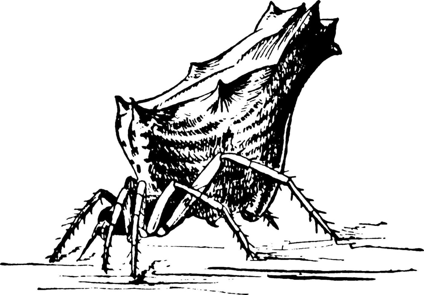 Spider, vintage illustration. vector