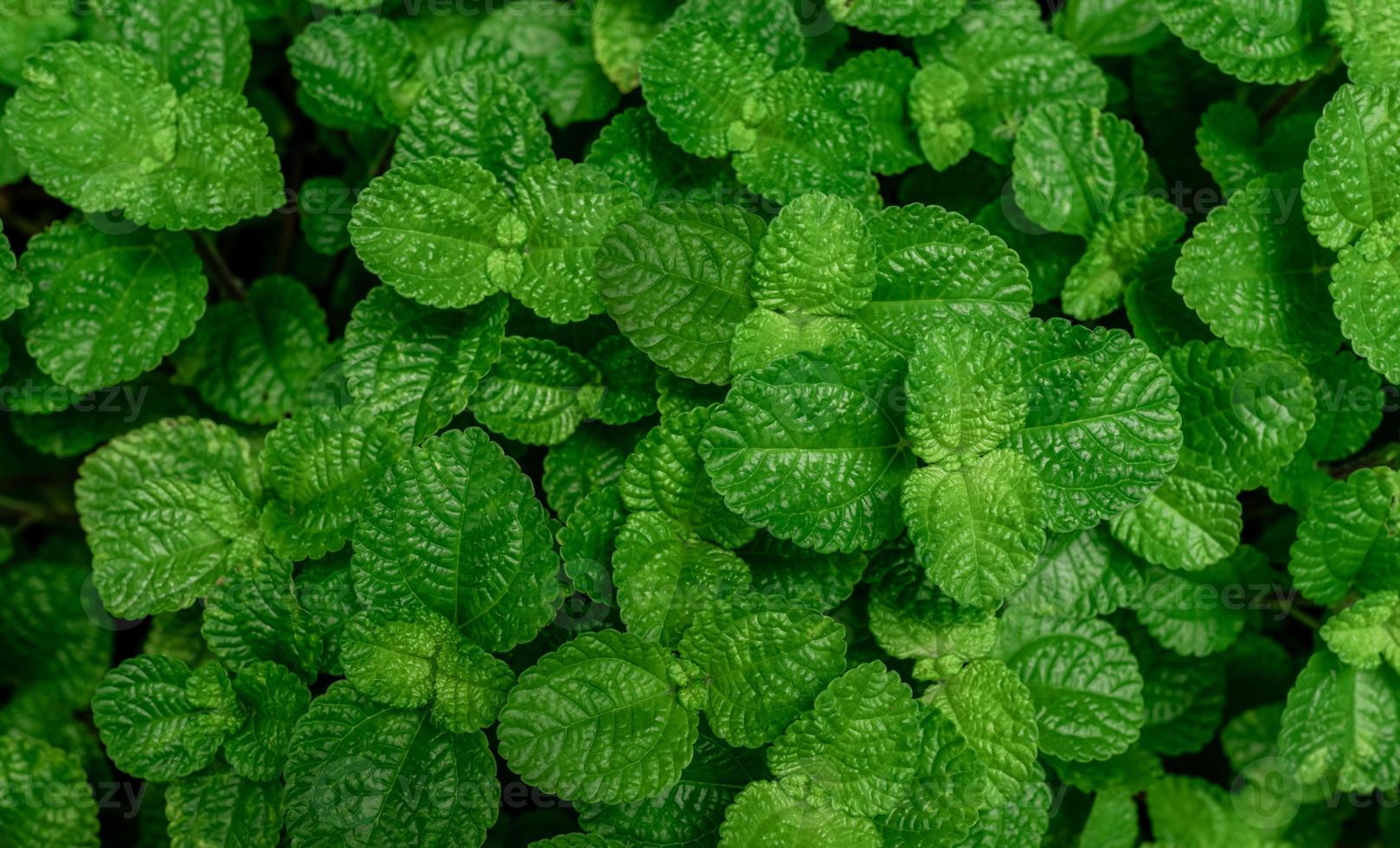 Above view green leaves of tropical plant in garden. Dense green leaf with beauty pattern texture background. Green leaves for spa background. Green wallpaper. Top view ornamental plant in garden. photo