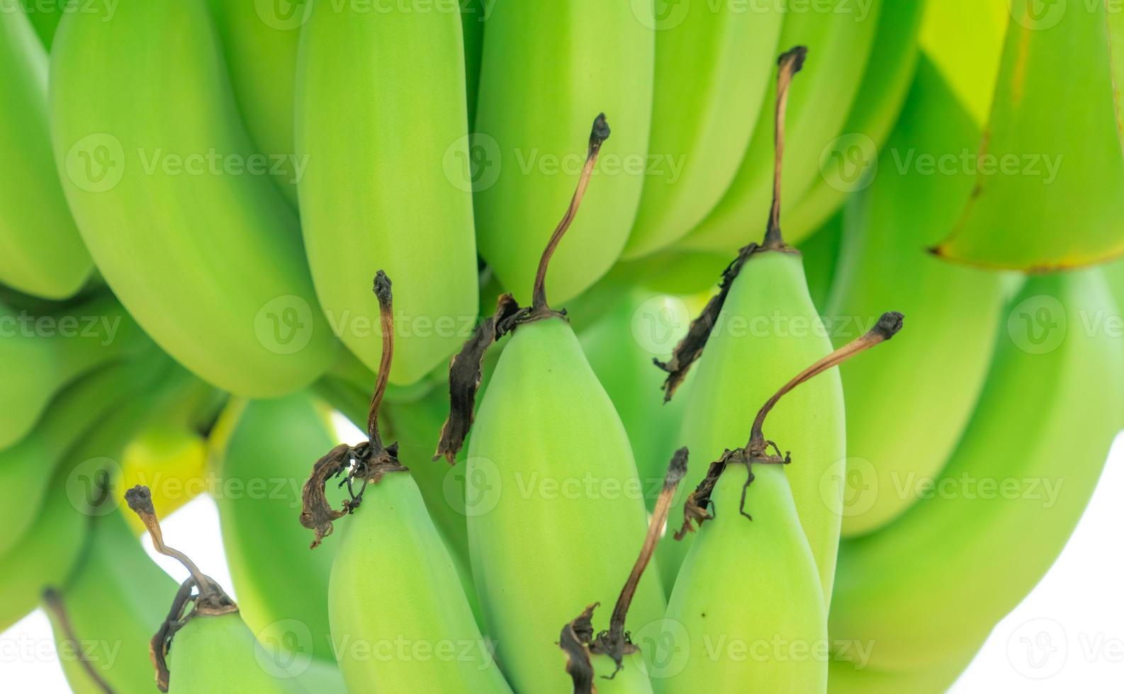 Closeup bunch of raw green cultivated bananas in the banana garden