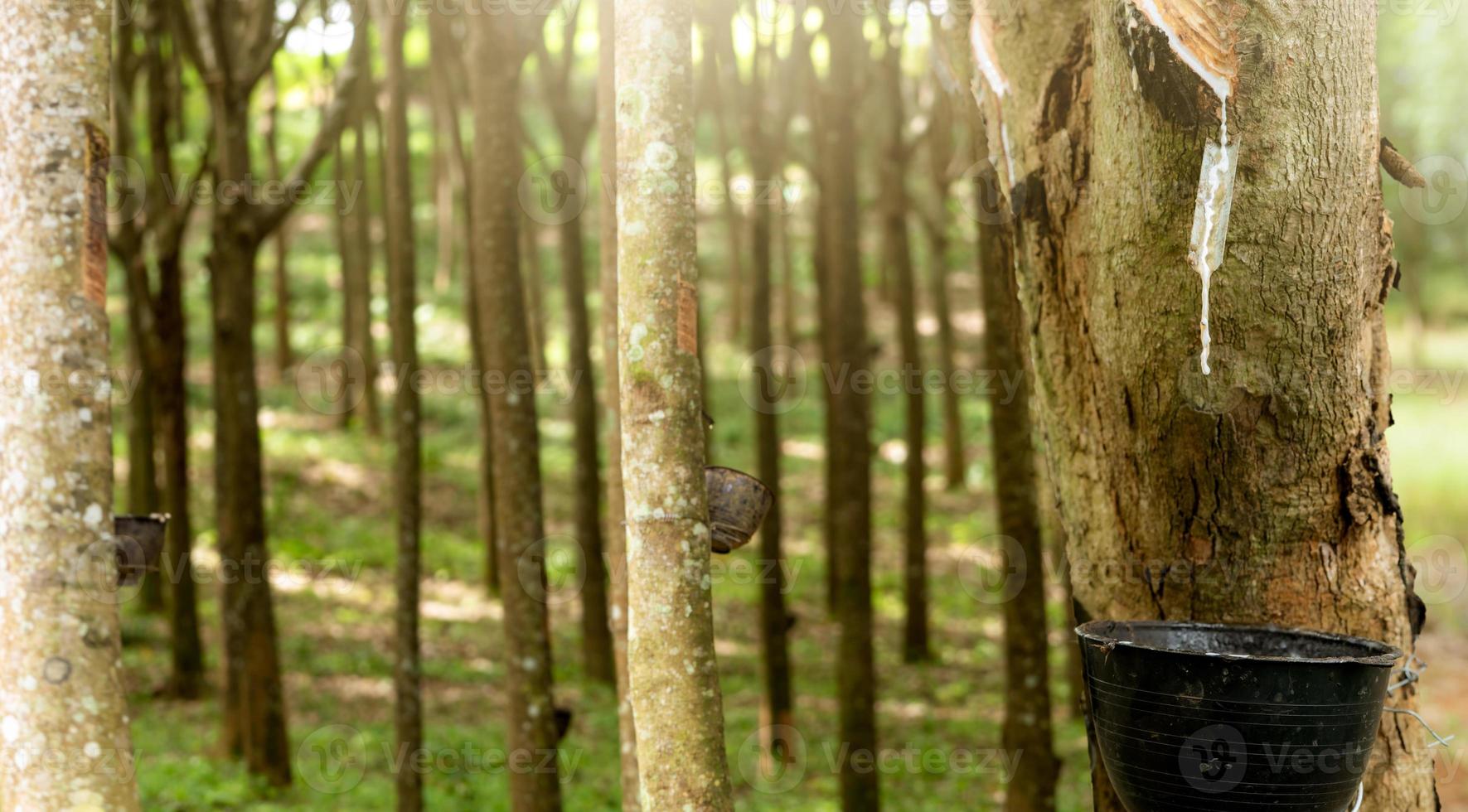 Rubber tapping in rubber tree garden. Natural latex extracted from para rubber plant. Rubber tree plantation. The milky liquid or latex oozes from wound of tree bark. Latex collect in small bucket. photo