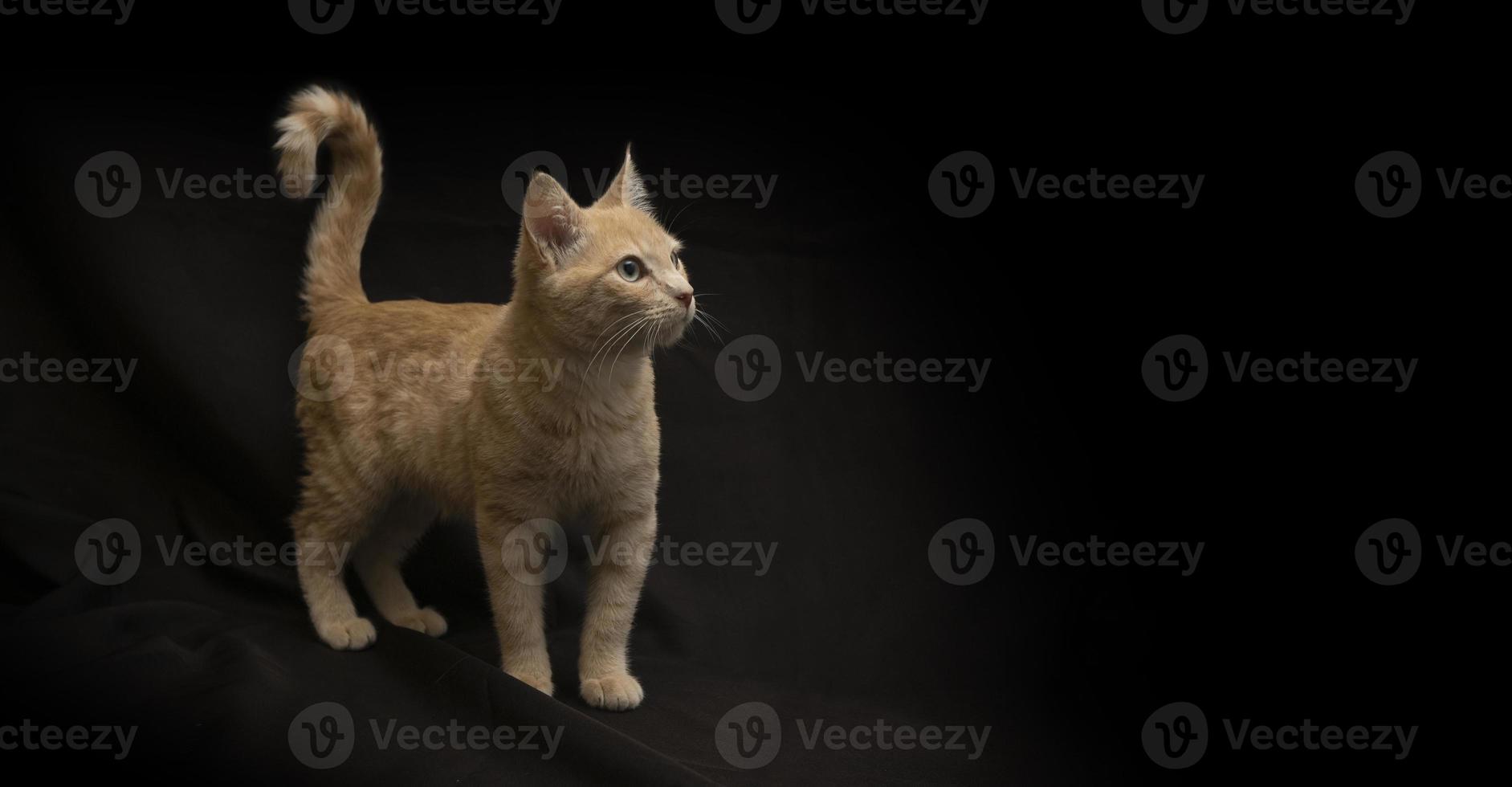 Small light yellow tabby cat standing on all 4 legs with tail up looking up photo