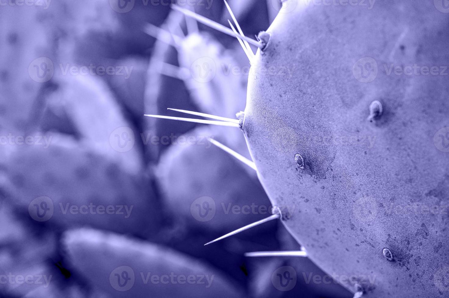 purple violet Cactus with needles close-up on blurred background. prickly pear, Opuntia plant background in trendy Colors of the year 2022 very peri photo