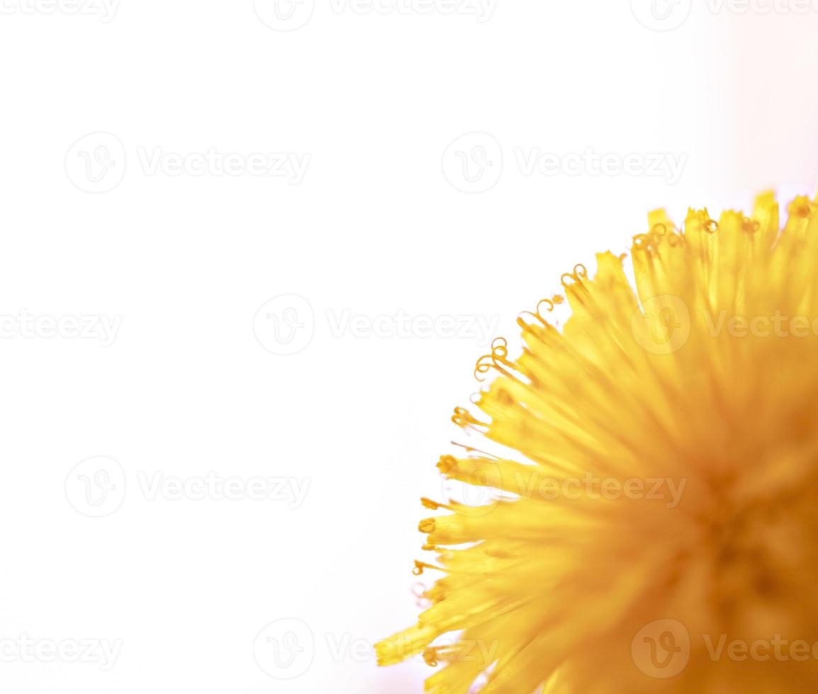 Yellow dandelion close-up on white background, pistils and pollen, floral background copy space, macro photography, selective focus photo