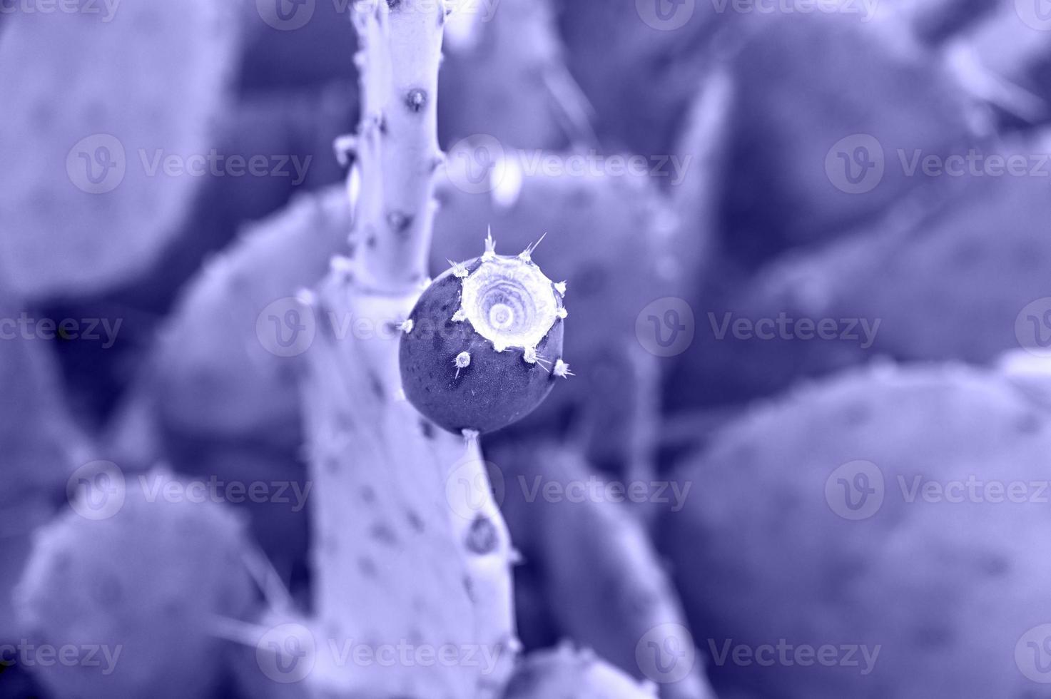 purple violet cactus fruit close up. Prickly pear, Opuntia background in trendy Colors of the year 2022 very peri photo