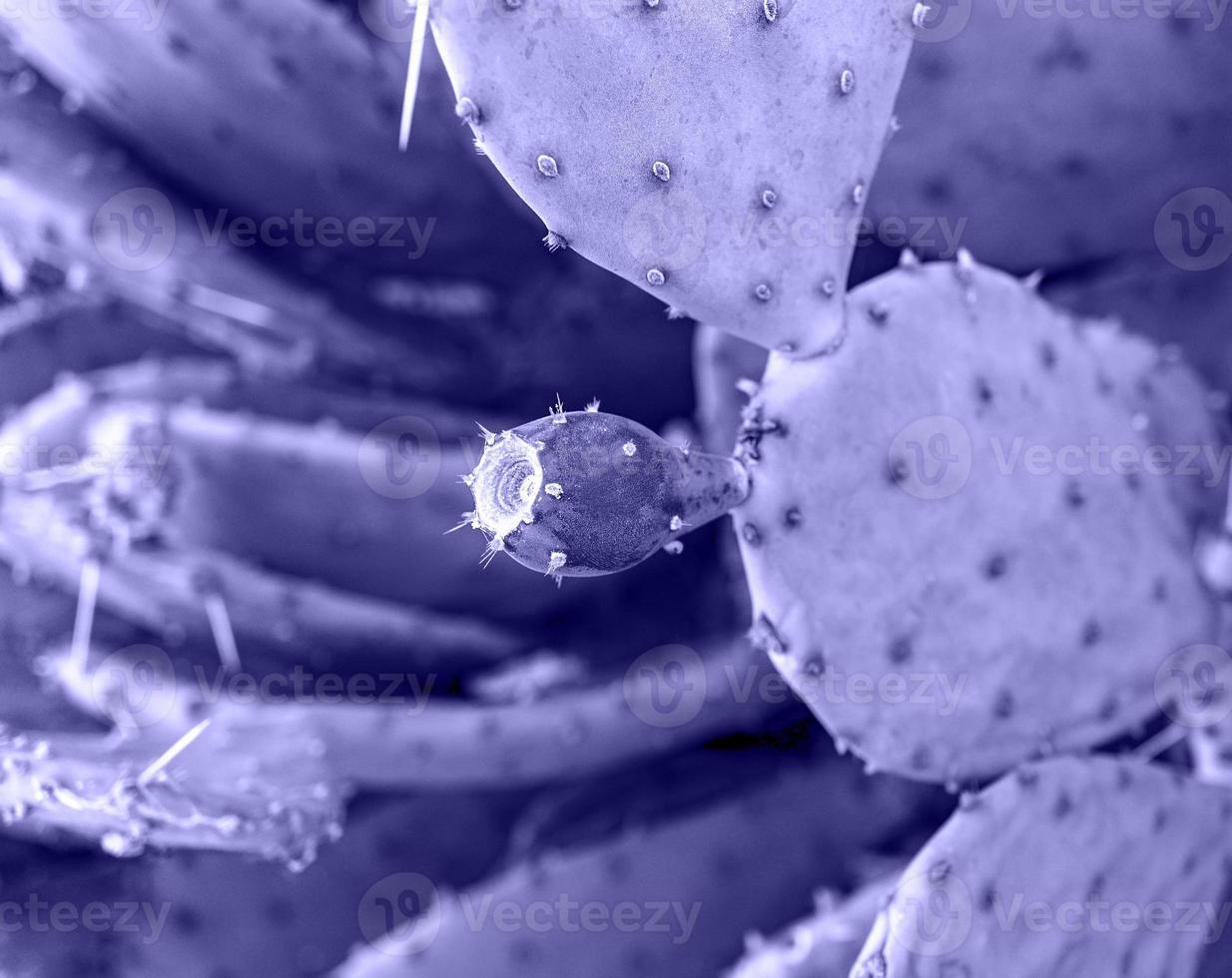 purple violet cactus fruit close up. Prickly pear, Opuntia background in trendy Colors of the year 2022 very peri photo