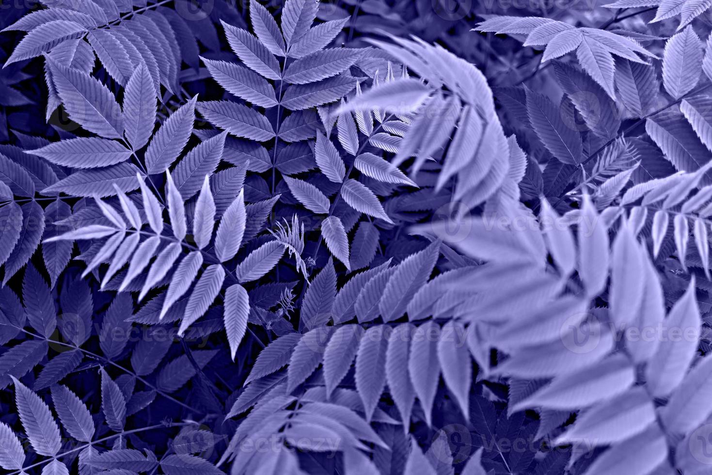 purple violet Plant background with blue leaves of rowan twigs close-up in trendy Colors of the year 2022 very peri photo