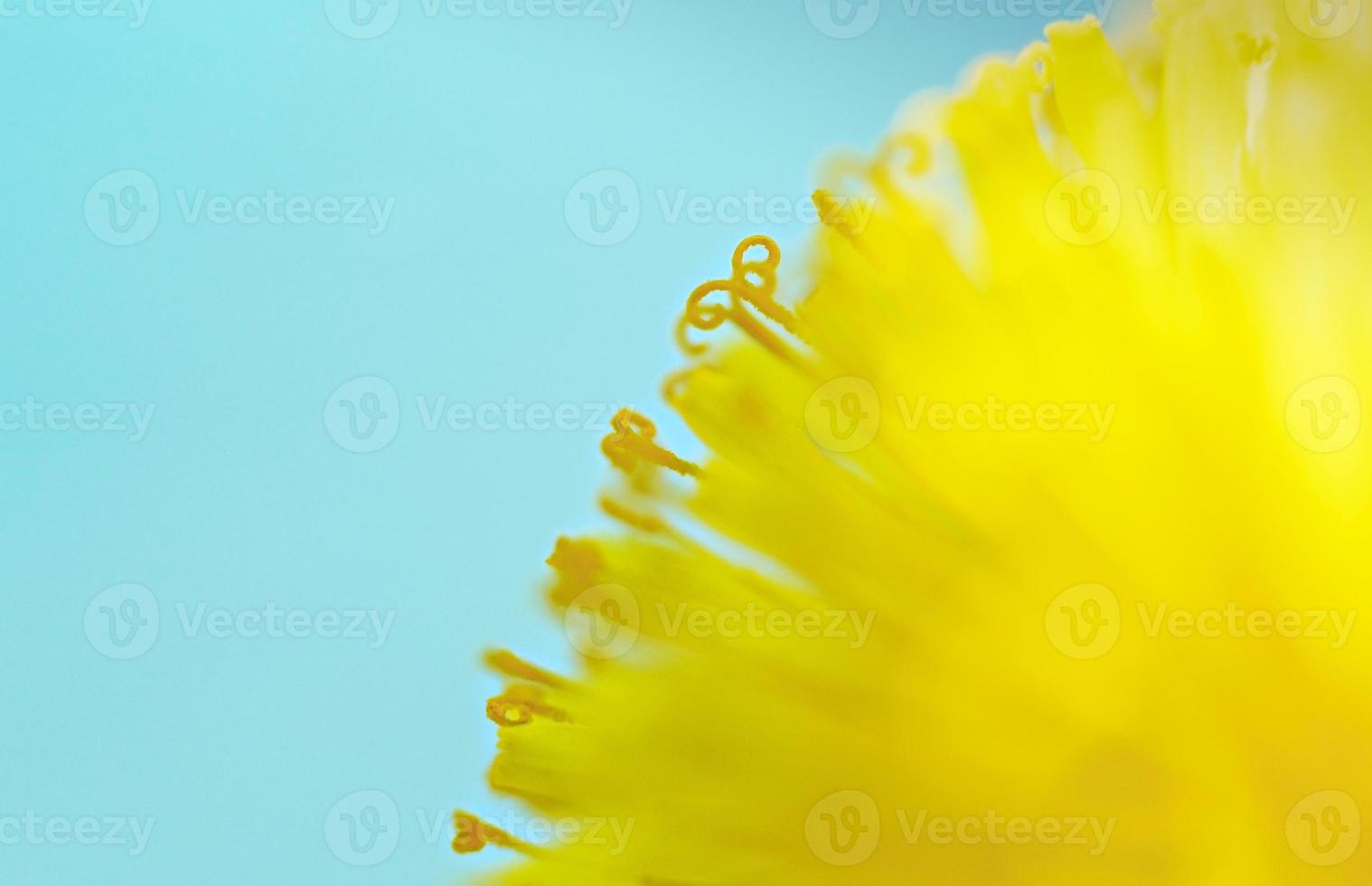 Yellow dandelion close-up on blue background, pistils and pollen photo