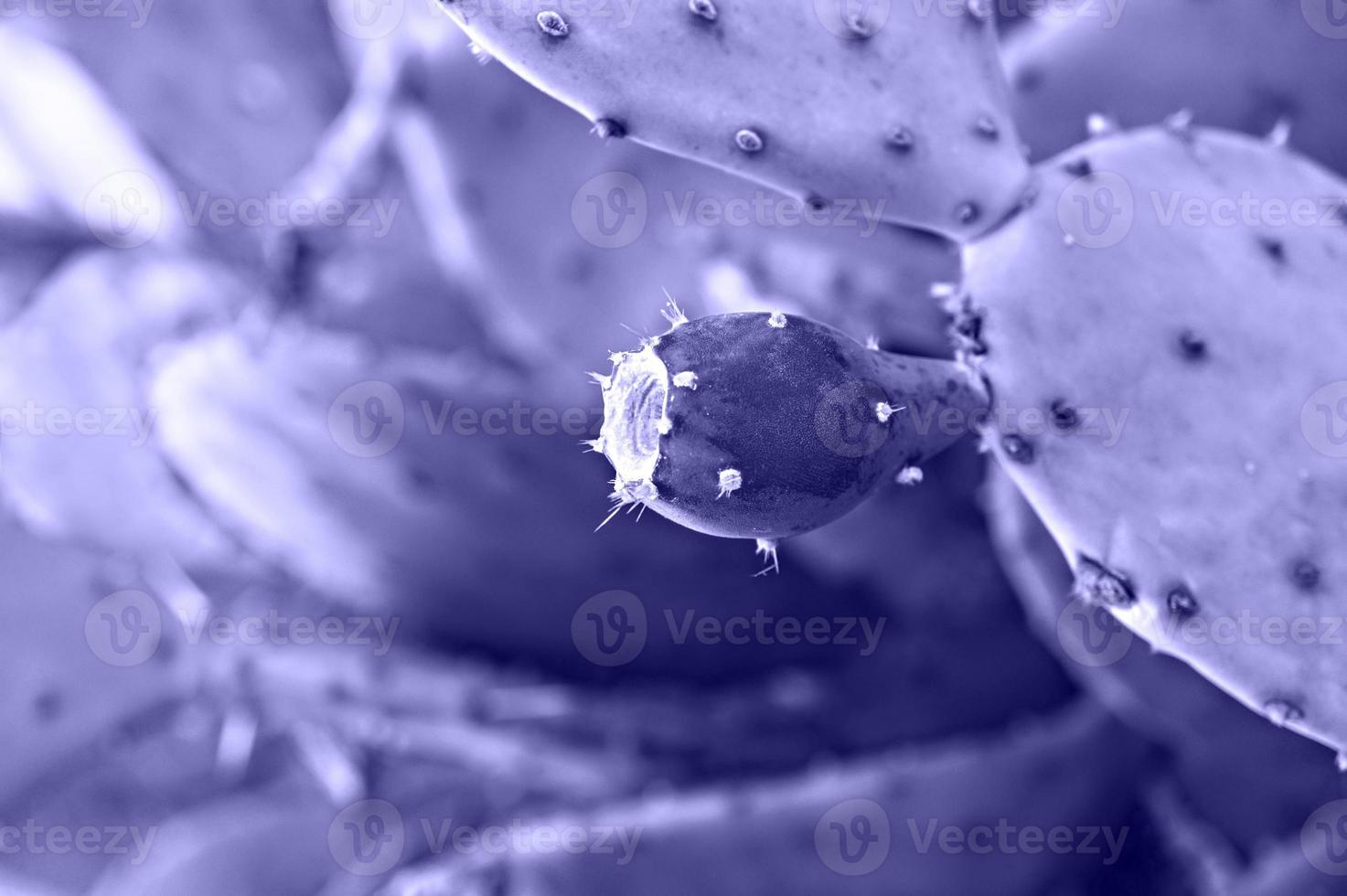 purple violet cactus fruit close up. Prickly pear, Opuntia background in trendy Colors of the year 2022 very peri photo