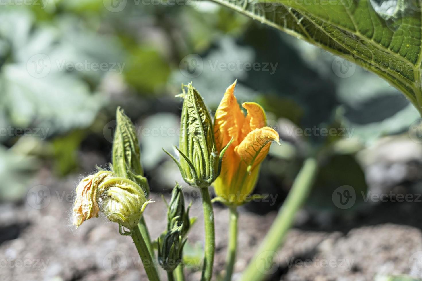 young Orange ang green zucchini flowers close up growing in open ground seedbed, vegan food, marrow squash, kitchen garden photo