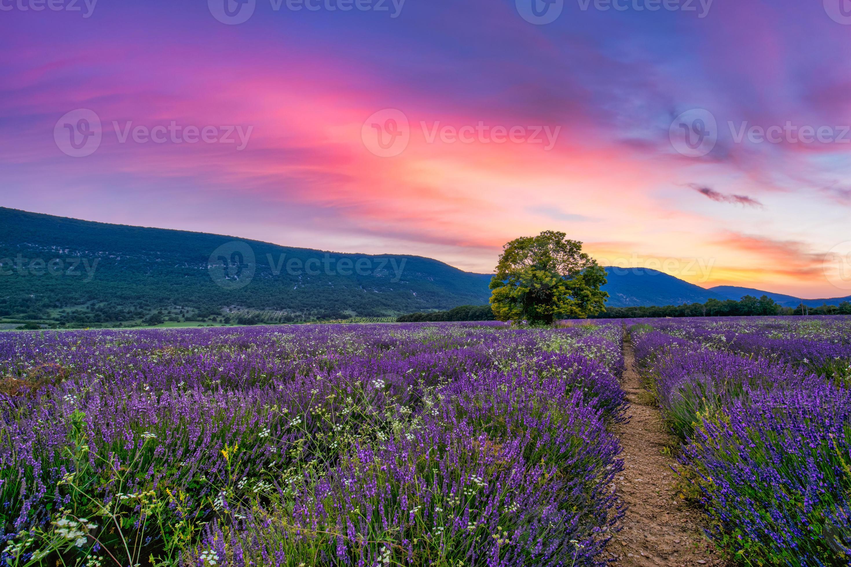 Tree In Lavender Field At Sunset In Provence Dream Nature Landscape tree-in-lavender-field-at-sunset-in-provence-dream-nature-landscape