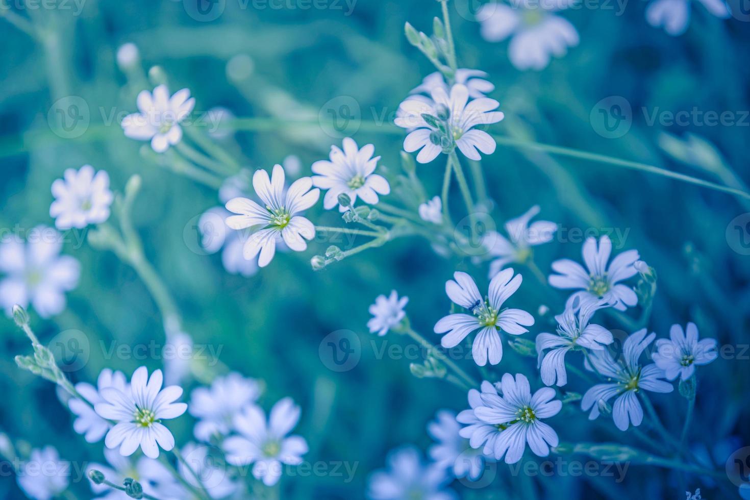 Abstract closeup sunrise floral field landscape of white flowers and grass meadow cold morning time. Tranquil spring, serene summer nature blurred forest background. Idyllic nature blooming foliage photo