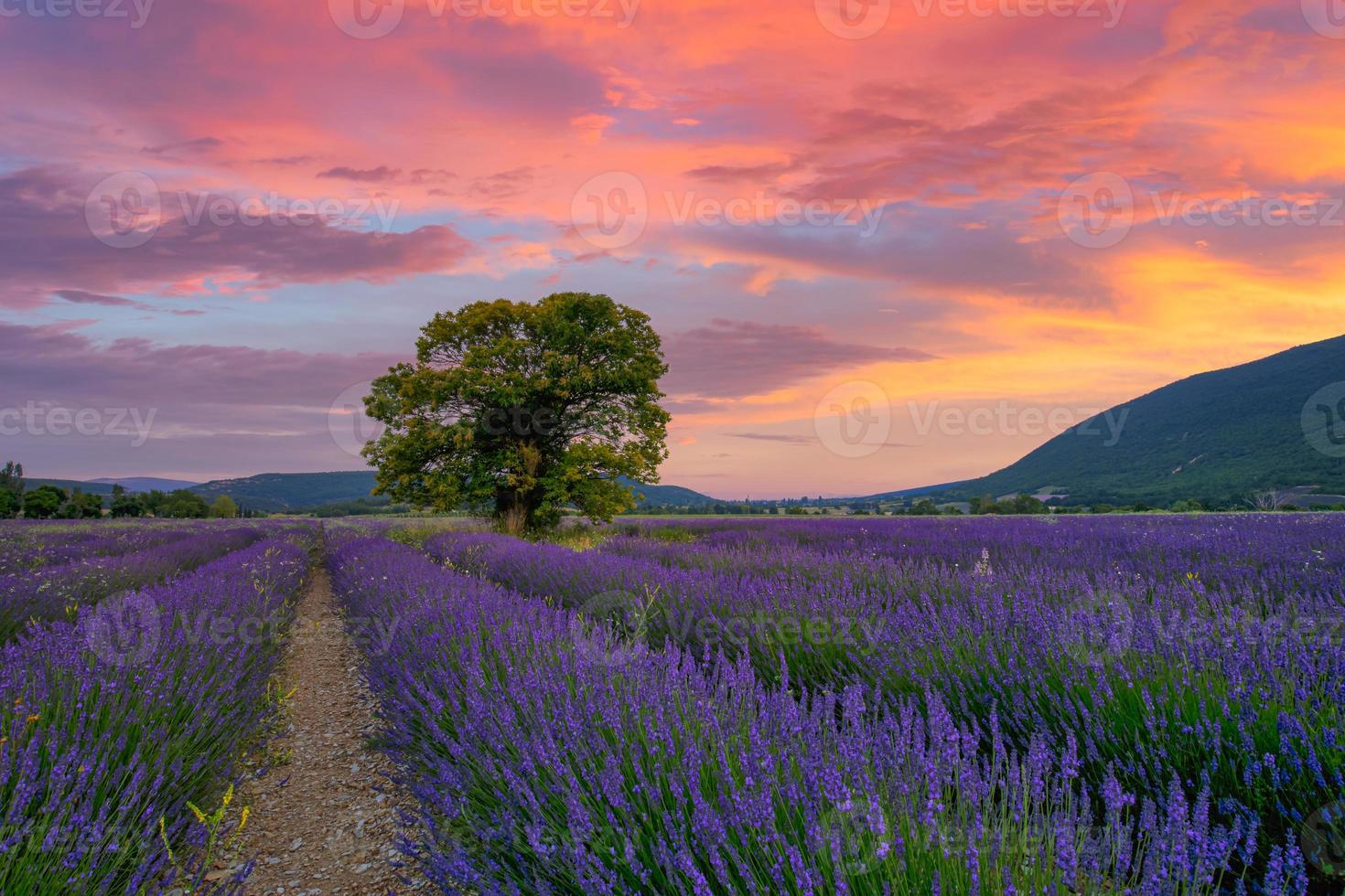 Tree in lavender field at sunset in Provence. Dream nature landscape, fantastic colors over lonely tree with amazing sunset sky, colorful clouds. Tranquil nature scene, beautiful seasonal landscape photo