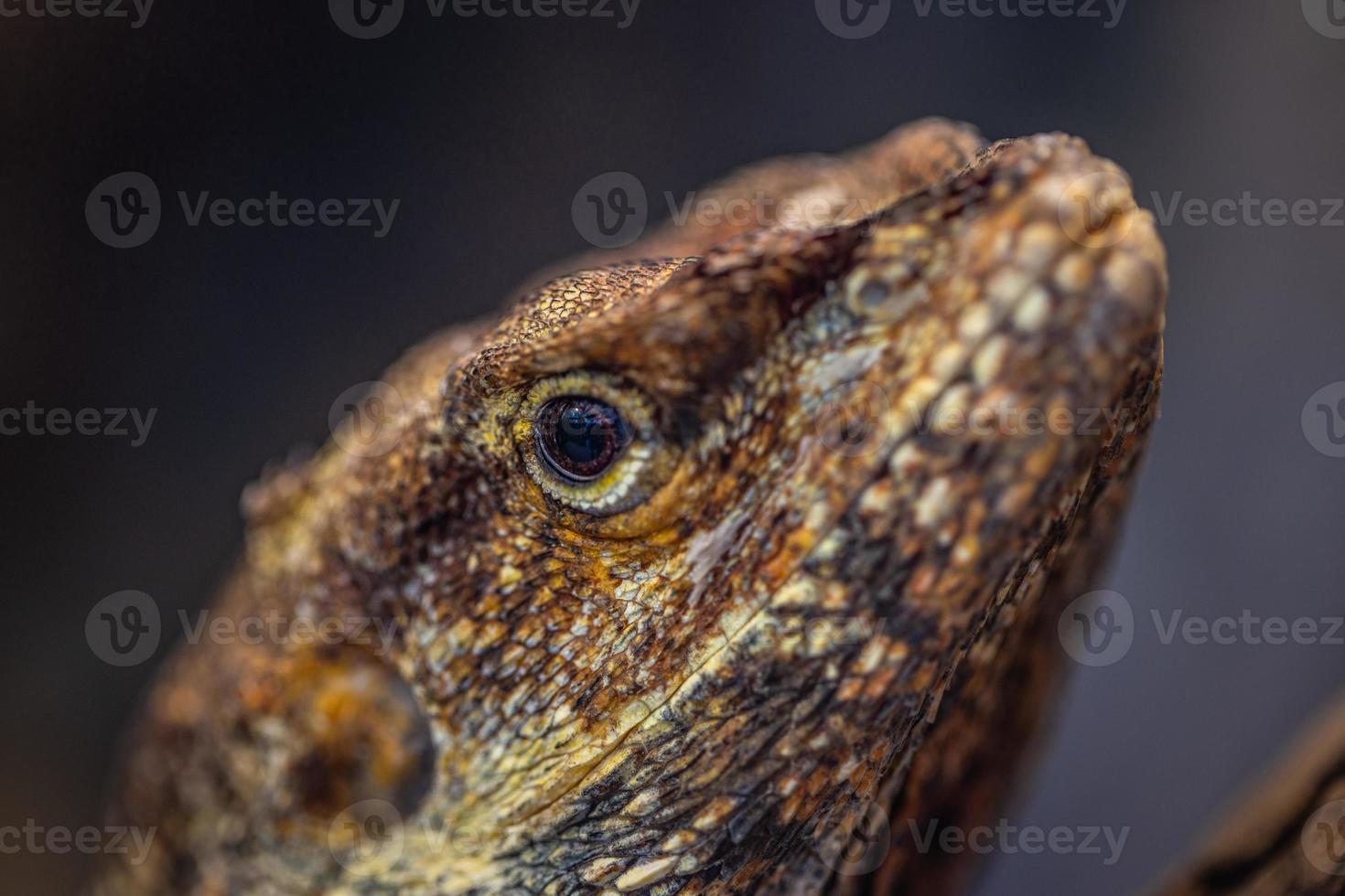 Macro portrait of an iguana. Natural close-up view yellow Iguana lizard. Iguana in nature. Iguana isolated portrait, details of skin and eyes on dark blurred background photo