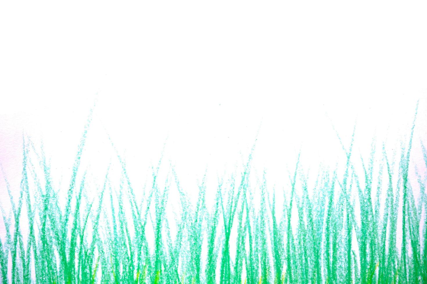 grass isolated on white background. photo