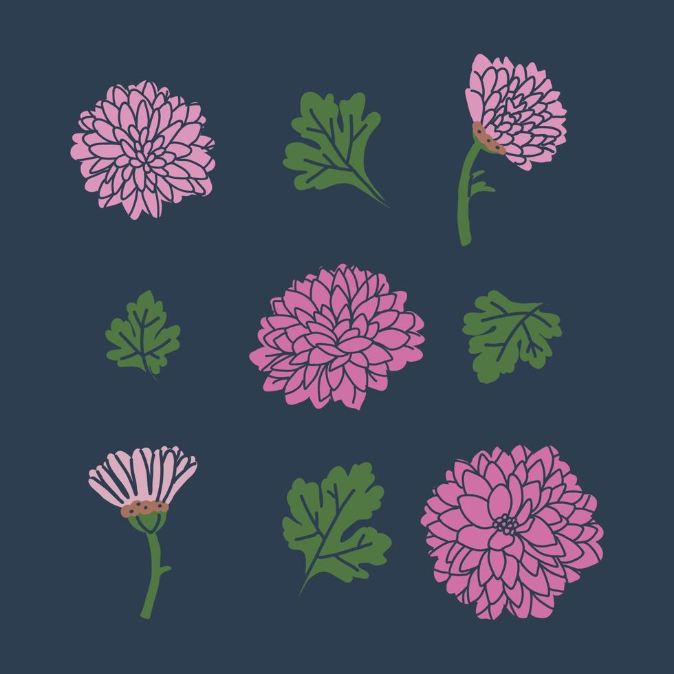 conjunto de flores de crisantemo vector