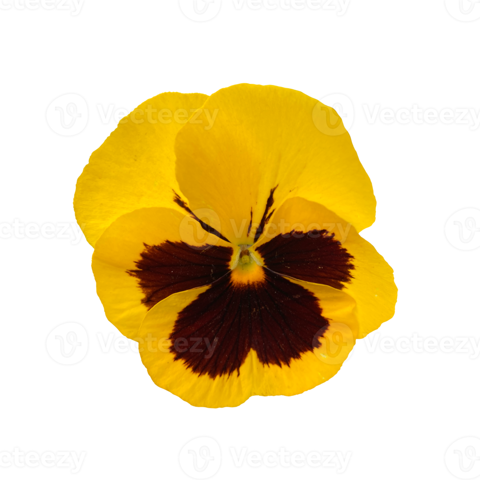 fleur violette jaune vif, pensées, photo isolée png