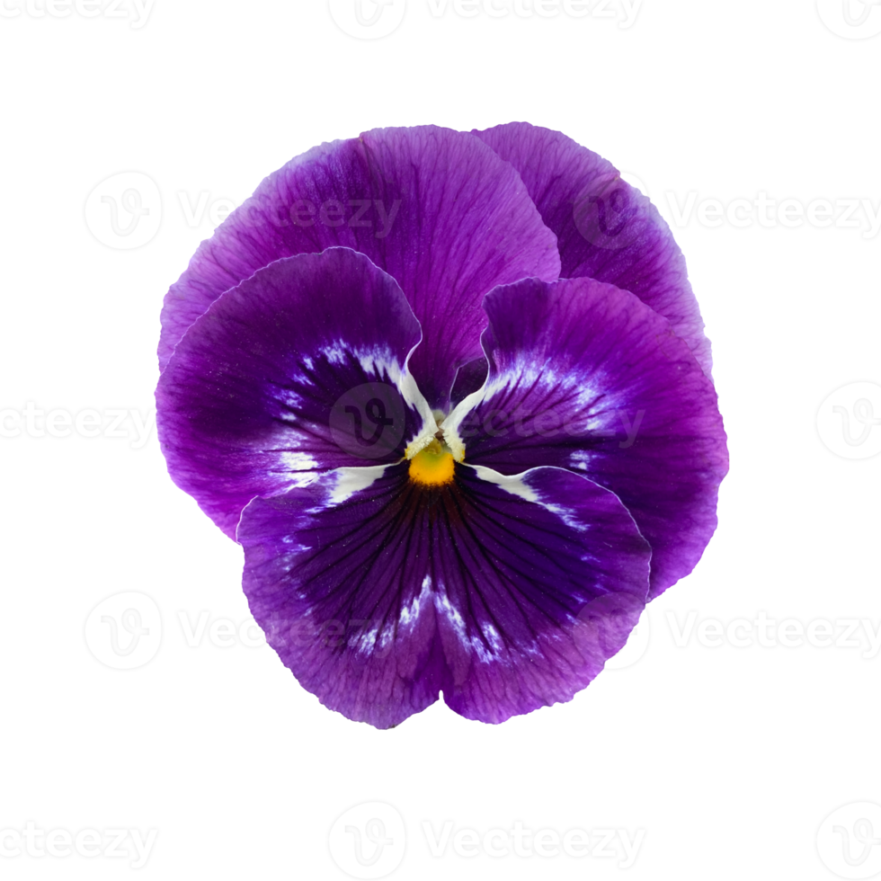 Violet violet flower, pansies, closeup, isolated photo 13811360 PNG