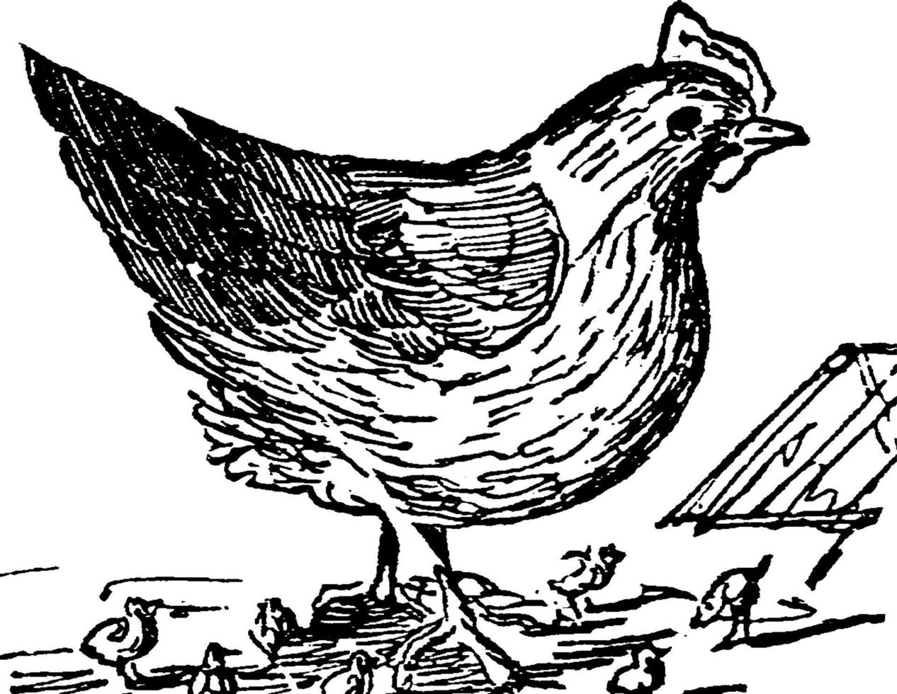 Hen, vintage illustration vector