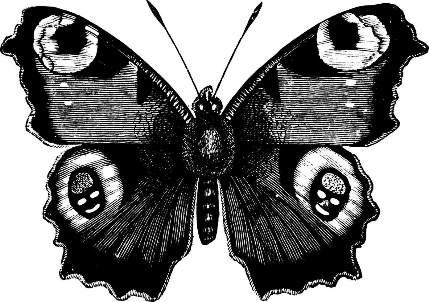 mariposa pavo real, ilustración vintage. vector