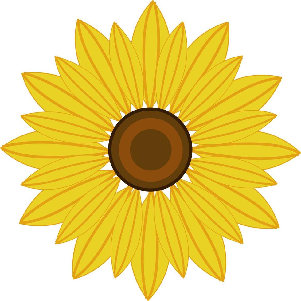 A beautiful sunflower, vector or color illustration.