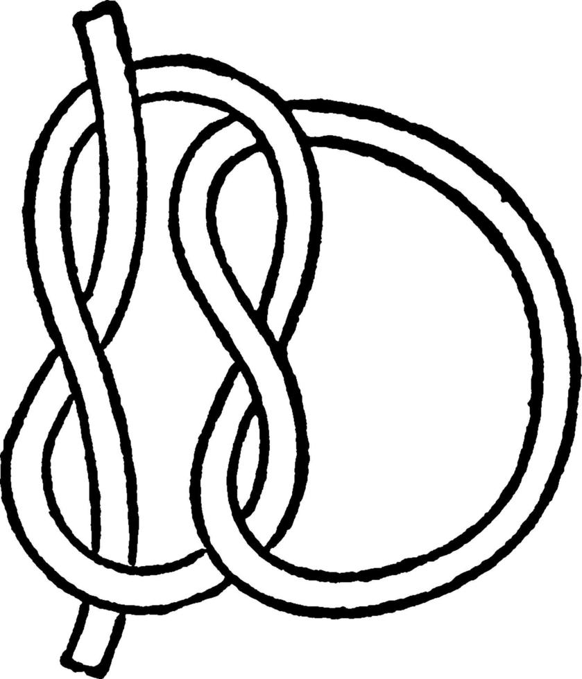 Reef Knot, vintage illustration. vector