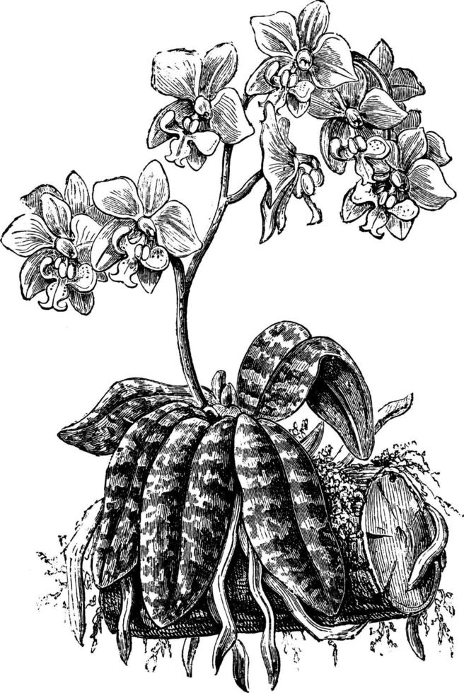 Phalaenopsis Schilleriana vintage illustration. vector