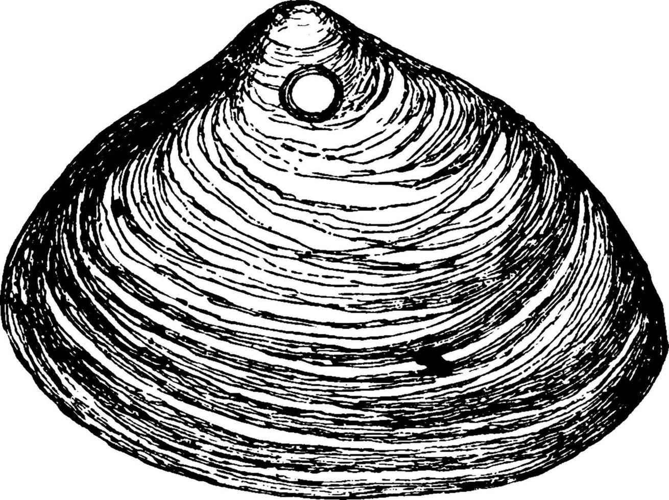 Clam Shell, vintage illustration. vector