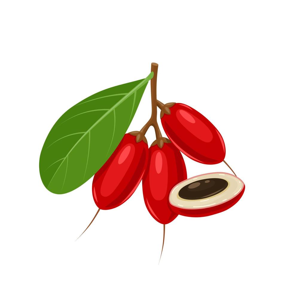 ilustración vectorial, fruta milagrosa o baya milagrosa, nombre científico synsepalum dulcificum, aislado en fondo blanco. vector