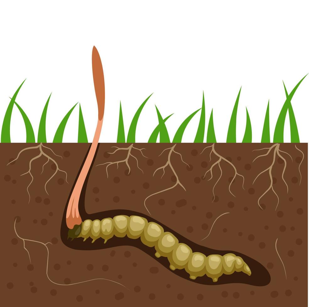 Vector illustration, Yartsa Gunbu or Caterpillar fungus, scientific name Ophiocordyceps sinensis.