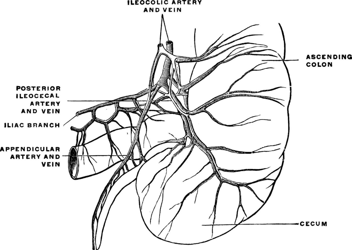 Cecum and appendix, vintage illustration. vector