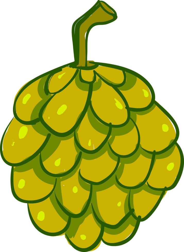 Cherimoya fresh, illustration, vector on white background.