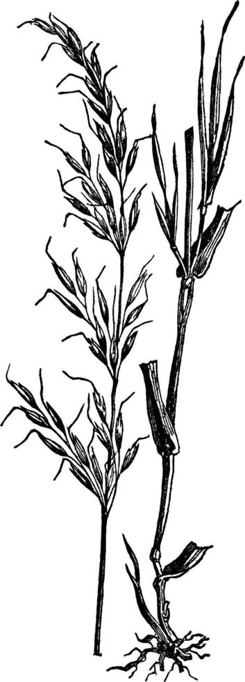 Tall Meadow Oat Grass vintage illustration. vector