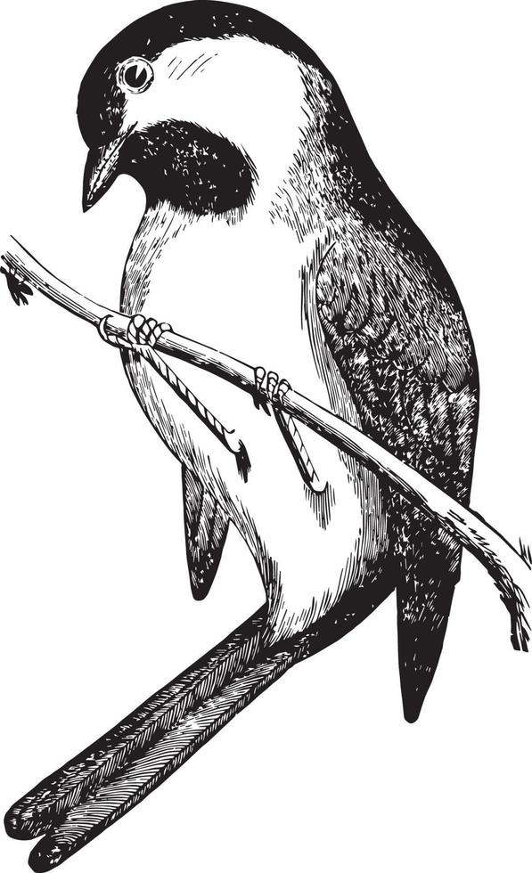 Black Capped Chickadee, vintage illustration. vector