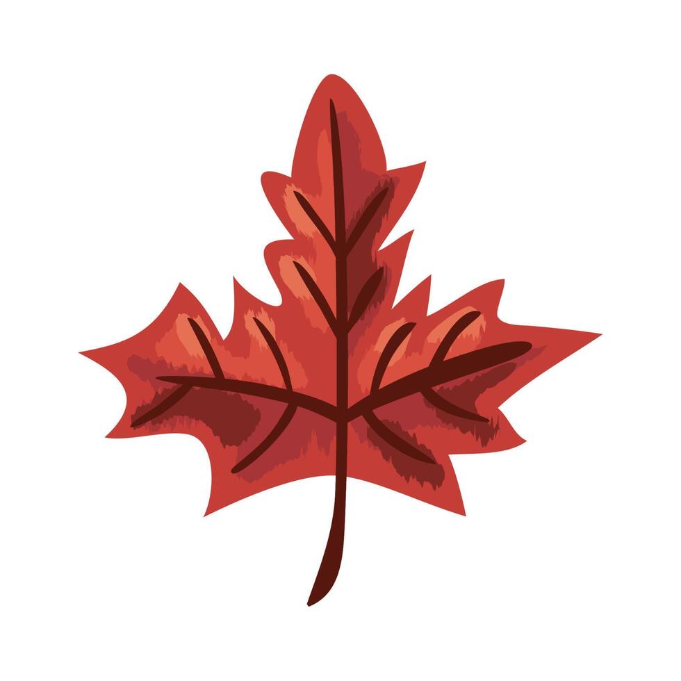 red maple leaf autumn foliage vector