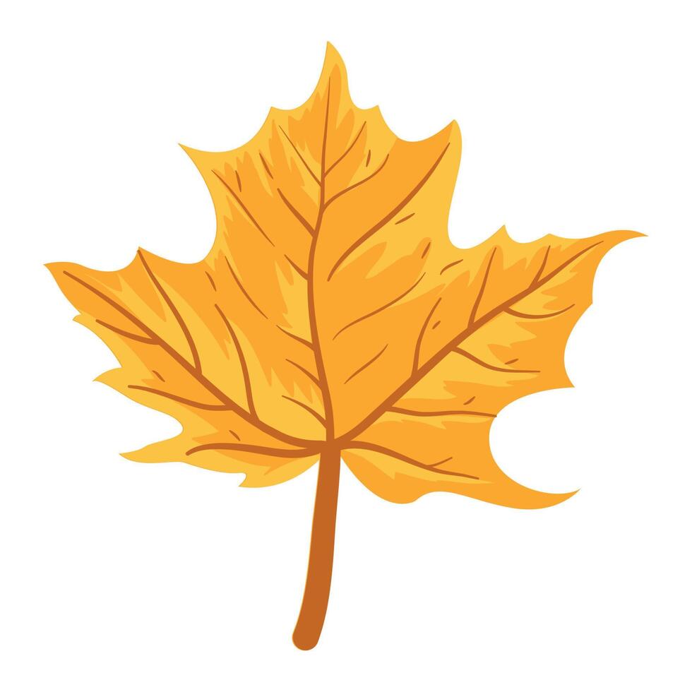 yellow maple leaf autumnal vector