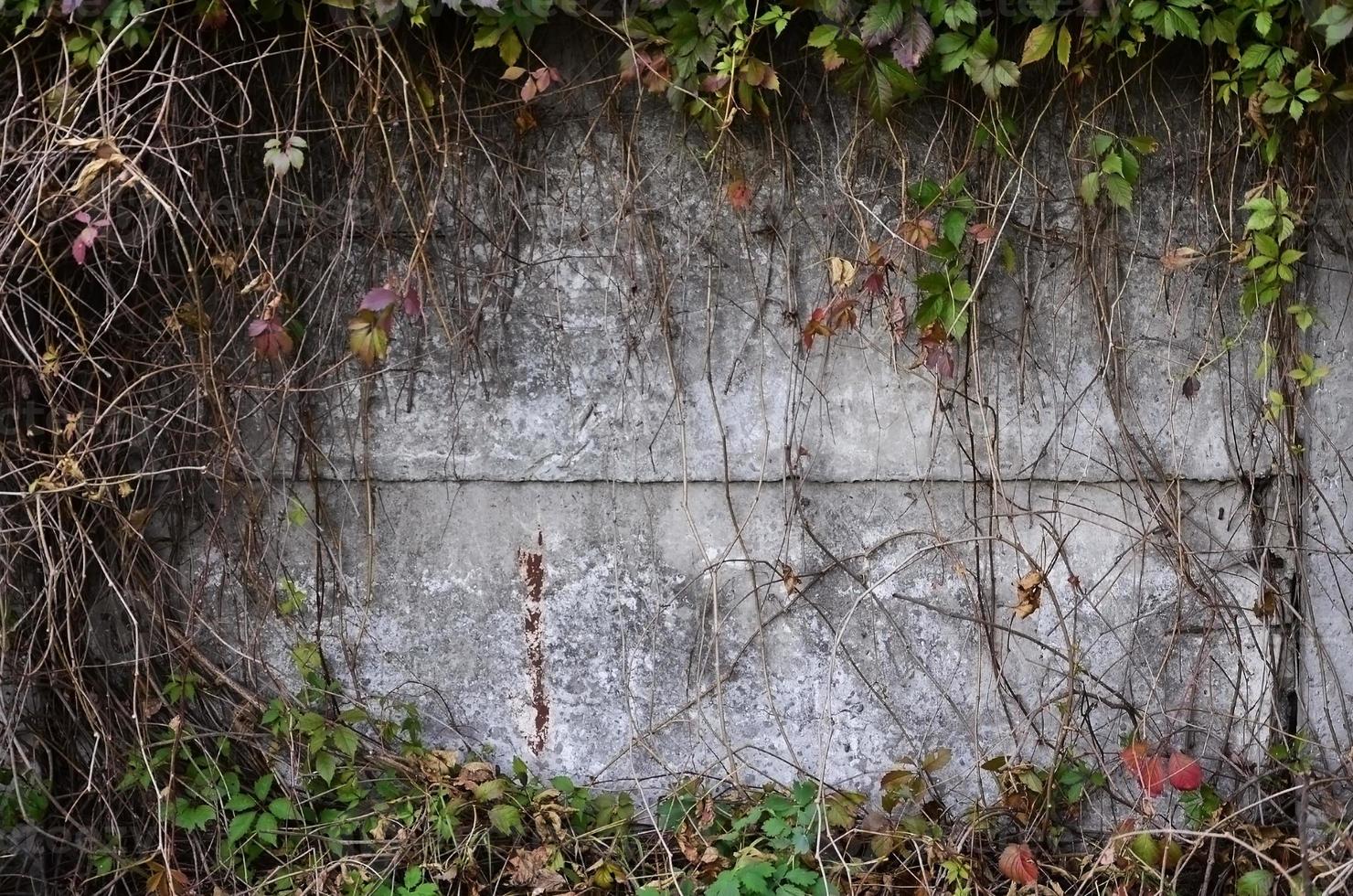 Wild wine covering a concrete wall photo