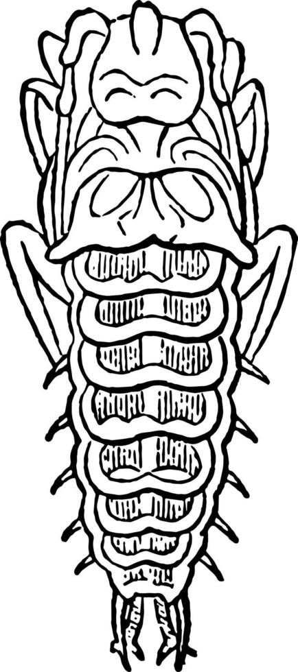 Larva of Mormolyce Phyllodes vintage illustration. vector