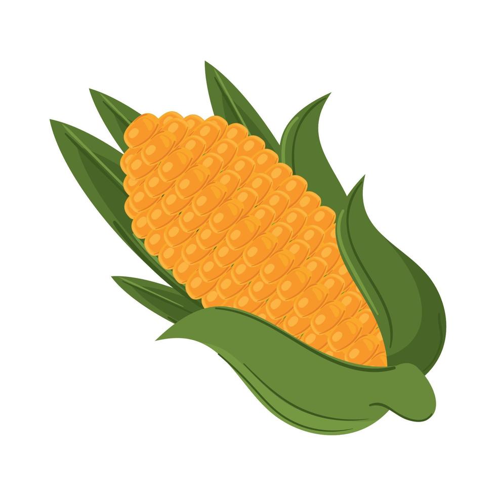 corn cob icon vector