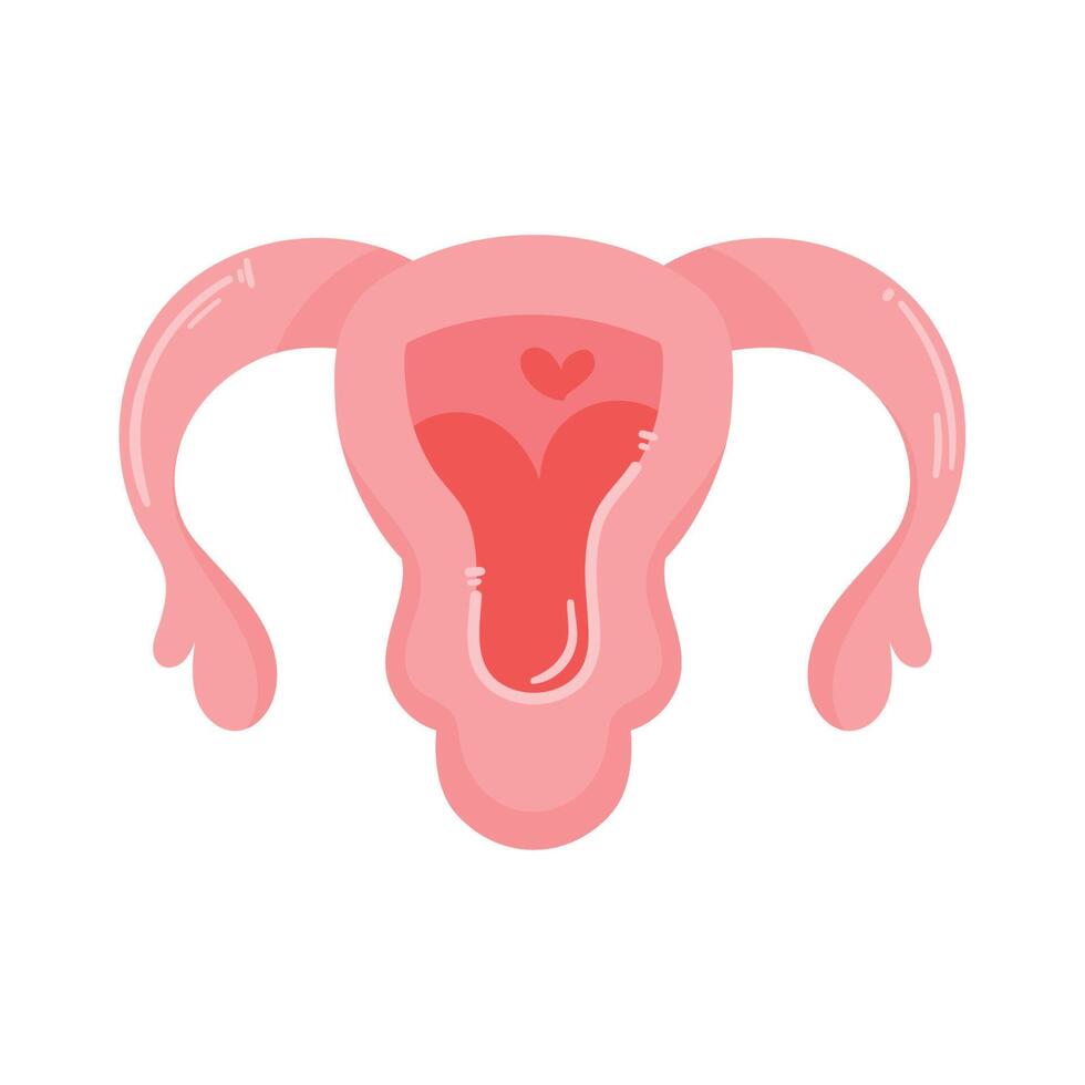 female uterus organ vector