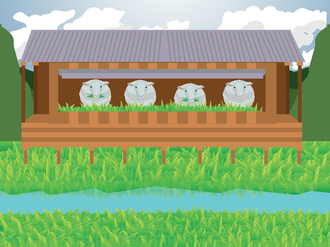 conjunto de granja de ovejas de ilustración vectorial vector