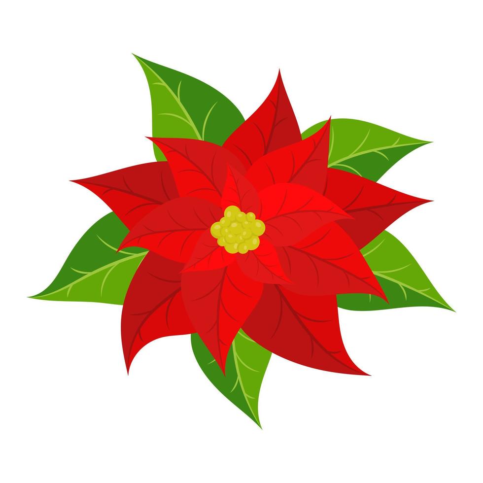 flor de nochebuena roja. ilustración vectorial vector