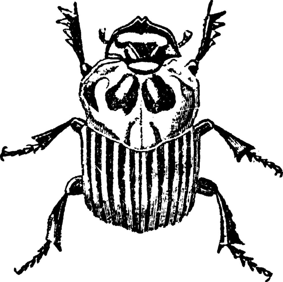 Dung Beetle, vintage illustration. vector