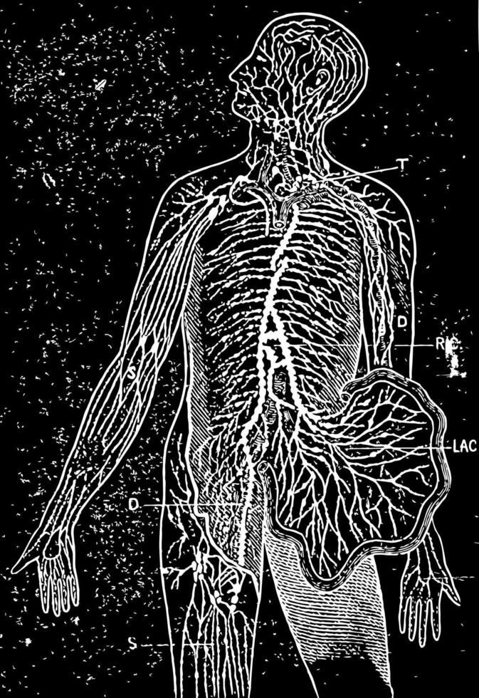 The Lacteals and Lymphatics, vintage illustration. vector