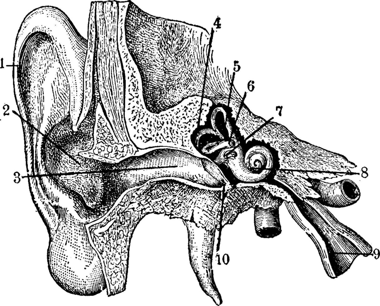 Human ear, vintage illustration. vector