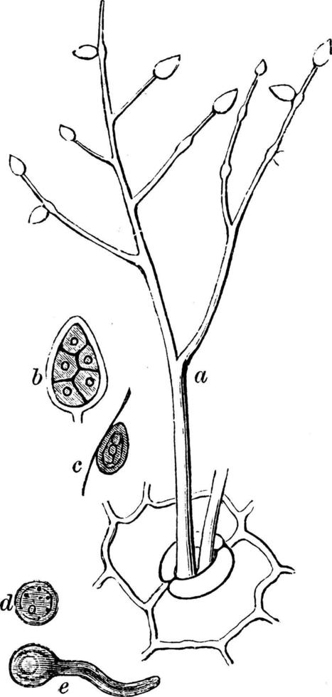 Phytophthora infestans ilustración vintage. vector